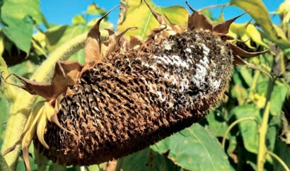 BIONA розпочинає новий напрям досліджень — боротьба зі склеротиніоз