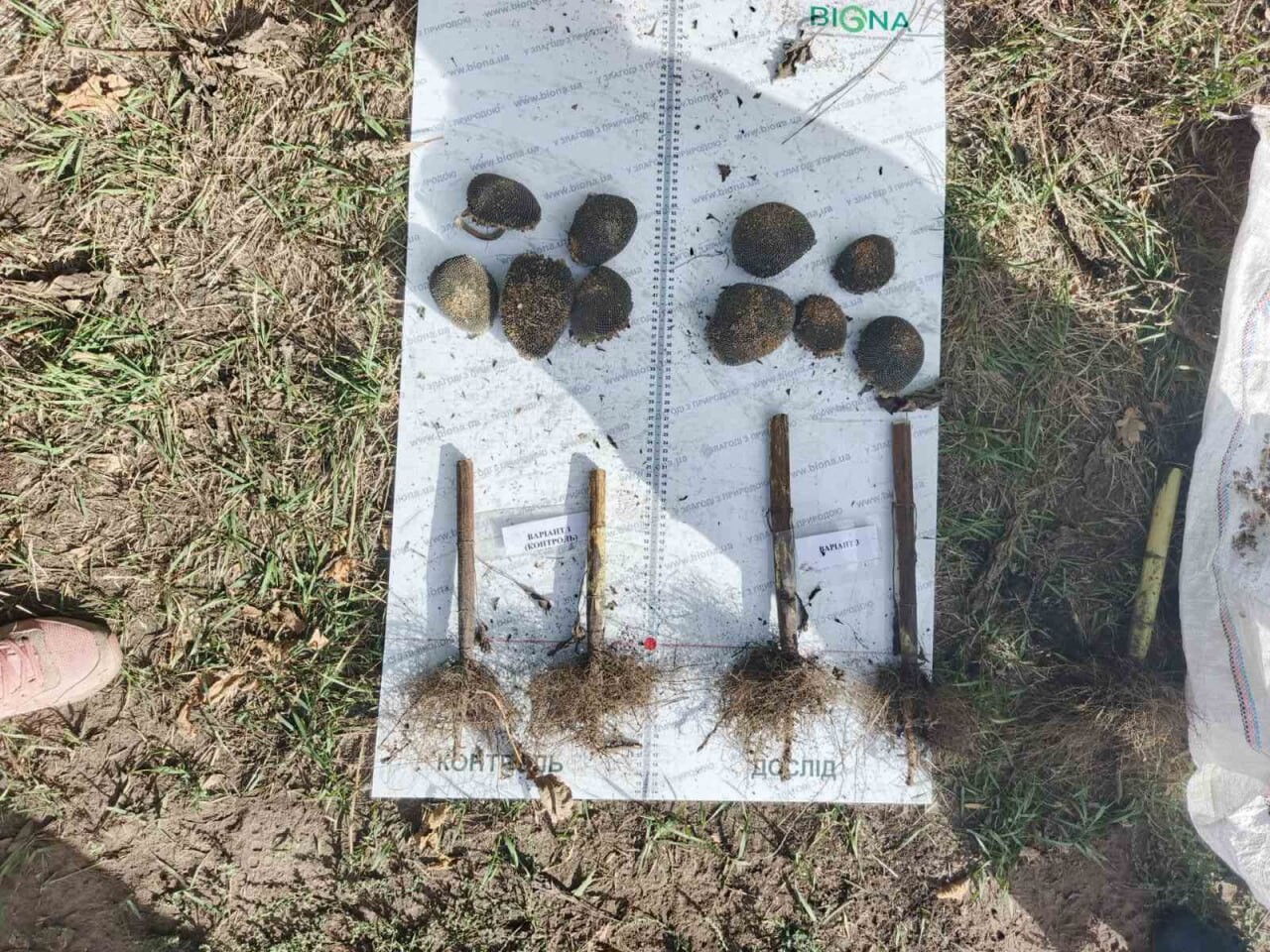 Контроль vs ХХХХ