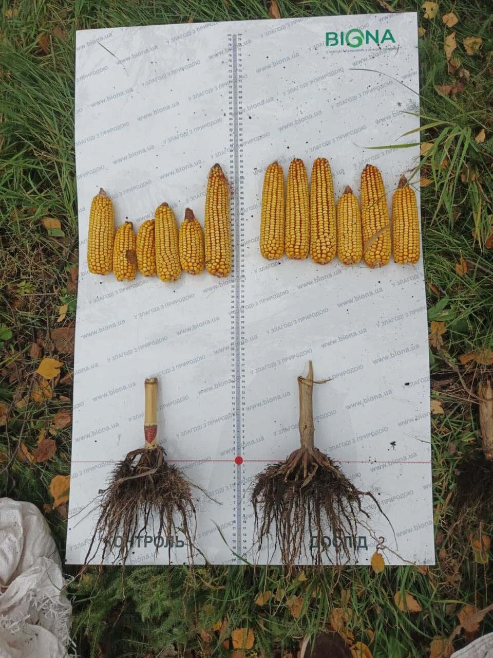 Контроль vs ХХХХ — кореневі системи та качани