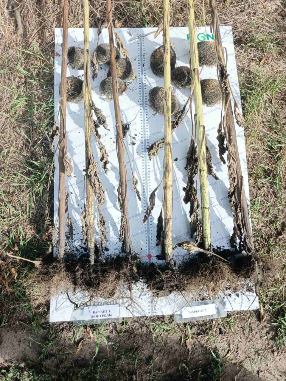 Контроль vs НітроМаїс 0,2 кг