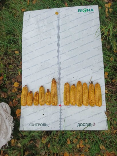 Ефективність НітроМаїс СР на кукурудзі: результати досліджень 2025